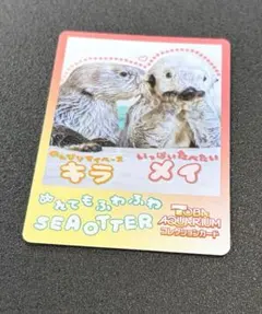 鳥羽水族館 コレクションカード ラッコ キラ メイ ノーマルカード