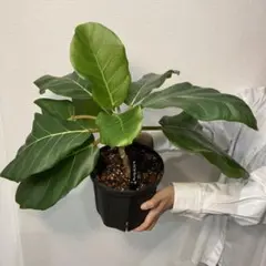 mic様【送料込】 希少アフリカンプリンス 190cm｜calm ca mic様【送料込】 希少アフリカンプリンス 190cm｜calm ca - メルカリ