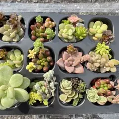 2026年最新】多肉 苗 セットの人気アイテム - メルカリ