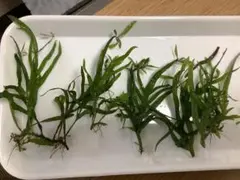 2026年最新】＝水草＝の人気アイテム - メルカリ
