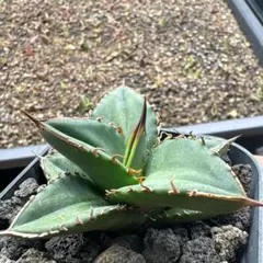 コトリ様 リクエスト 4点 まとめ商品