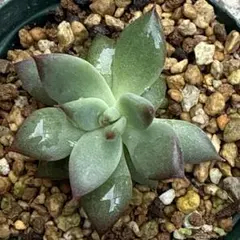 2025年最新】アテマハック 多肉の人気アイテム - メルカリ