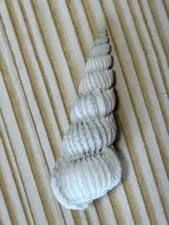 美品チリメンニナ 蓋付 36.8mm (珍しい) コレクターズアイテム - メルカリ