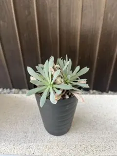 オトンナ・レトロルサ　実生株　塊根植物／コーデックス