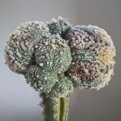 スーパー兜 ビザールプランツ 珍奇植物 接木サボテン