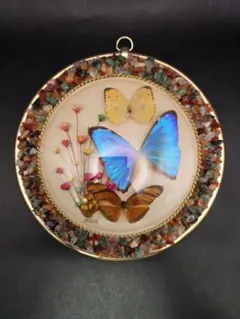 2025年最新】ブラジルモルフォ蝶壁掛けの人気アイテム - メルカリ