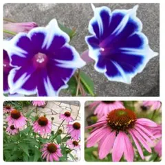 すみれ様 リクエスト 3点 まとめ商品