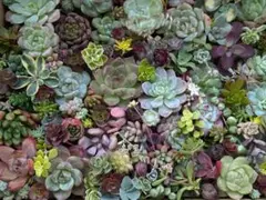多肉植物 寄せ植え いろいろ詰め合わせセット❁⃘*.少し訳あり☆★