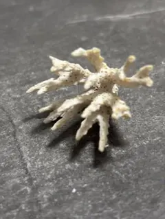天然白珊瑚　置物