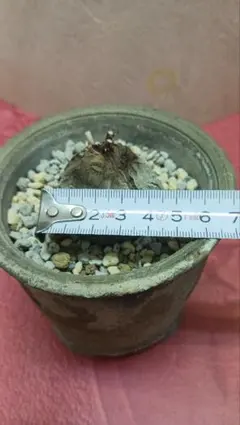 サバ・キバの菊花石 - メルカリ