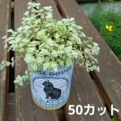 あやか様 リクエスト 2点 まとめ商品