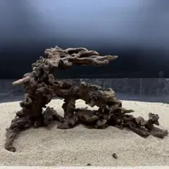 第四種郵便】良型！ジャイアント南米ウィローモス活着流木 24cm - メルカリ