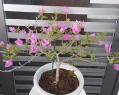 2025年最新】ブーゲンビリアの人気アイテム - メルカリ