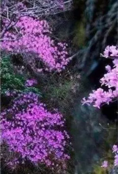 山採り　ミツバツツジ 2025年最新】山採り ミツバツツジの人気アイテム - メルカリ