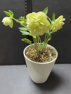 2026年最新】クリスマスローズ苗 フレグランスの人気アイテム - メルカリ