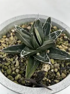 2026年最新】アガベ姫笹の雪の人気アイテム - メルカリ