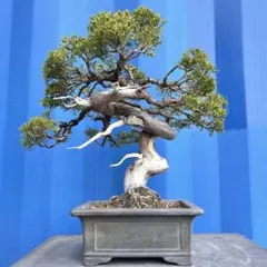 ⭕️糸魚川真柏 山木 正木 舎利、仁あり - メルカリ