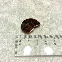アンモナイト　化石　カット