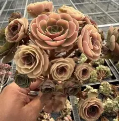 2026年最新】観葉植物 アエオニウムの人気アイテム - メルカリ