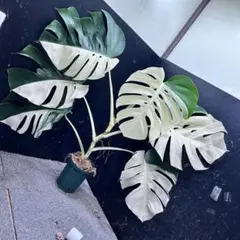 2025年最新】斑入りモンステラ ホワイトタイガーの人気アイテム