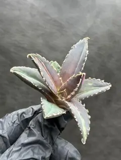 2026年最新】チタノタ 狼人の人気アイテム - メルカリ