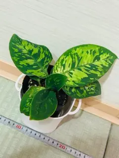 ぷこ@値下げ交渉歓迎様 リクエスト 2点 まとめ商品