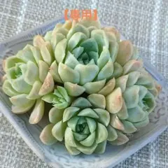 優飛mama様 リクエスト 3点 まとめ商品