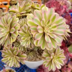 多肉植物。 アエオニウム V錦 法師錦抜き苗 - メルカリ