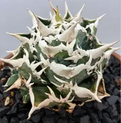 アガベ　白鯨　親株　大株　低重心 Agave titanota “福建白鯨” / 特選！大きめボール型 親株 / 5号