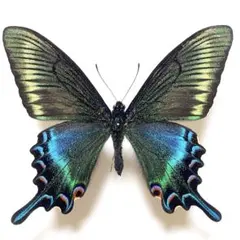 2025年最新】蝶の人気アイテム - メルカリ