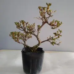 安斎保雄様 リクエスト 2点 まとめ商品