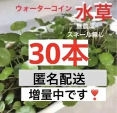 30n59☆メダカ喜ぶ☆増えるウォーターコイン☆ウォーターマッシュルーム☆ 水草のサムネイル