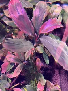 2025年最新】ブセファランドラ レッドの人気アイテム - メルカリ