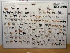 か*ん様 犬の系統図 ポスター THE DOG - メルカリ