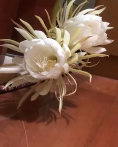 leciel様 リクエスト 2点 まとめ商品