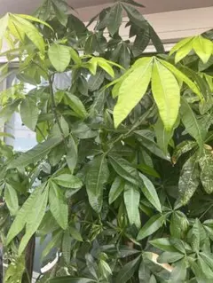 大型パキラ 観葉植物 インテリア 引き取り限定 - メルカリ