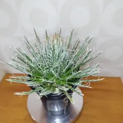 2025年最新】アガベ樹氷の人気アイテム - メルカリ