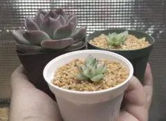 2025年最新】おらいさん苗 桜鬼の人気アイテム - メルカリ