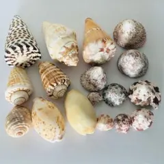 天然貝殻セット 工作素材 ハンドメイド その2（大きめ）