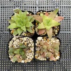 多肉植物 ハオルチア 札落ち4個セット 抜き苗