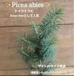 2025年最新】もみの木 苗木の人気アイテム - メルカリ