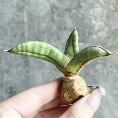 2025年最新】サンスベリア エイレンシスの人気アイテム - メルカリ