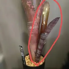 ブロメリア ビルベルギア エマ billbergia ema - メルカリ