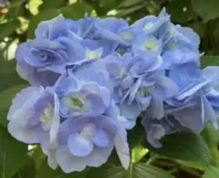 2026年最新】紫陽花の人気アイテム - メルカリ