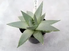 y*.様 希少　ポリフィラ錦　アロエ　ポリフィラ　スパイラル　ユーフォルビア　サ Aloe Polyphylla variegata とても希少なアロエをお迎えしました