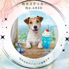 【送料無料❣️】ジャックラッセルテリア防水ステッカー ネモフィラソーダ