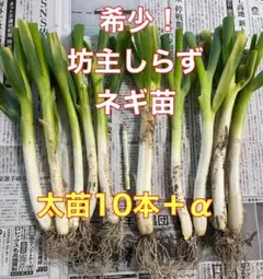 京都府産 九条ネギ苗 100本 家庭菜園や畑に！甘くて柔らか - メルカリ