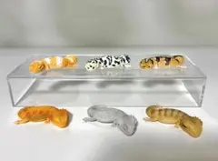 ニシアフリカトカゲモドキとフトアゴヒゲトカゲ おやすみシリーズ コンプセット