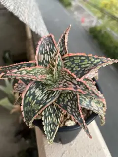 2025年最新】アロエ ハイブリッドの人気アイテム - メルカリ