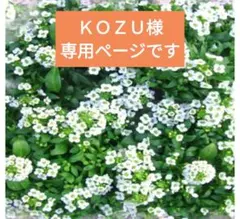 専用ページです